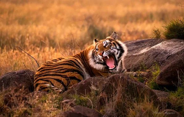 Tiger, stones, predator, grin, wild cat, Nikolai Mozgunov