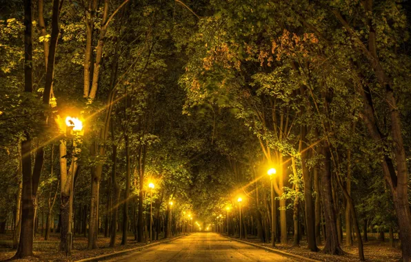 Trees, Night, lighting, lights, alley