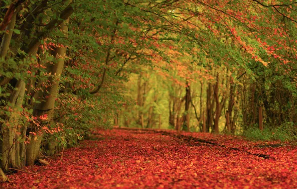 Picture autumn, trees, nature, carpet, foliage