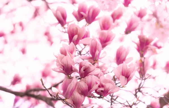 Flowers, spring, pink, flowering, bokeh, Magnolia