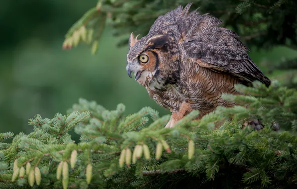 Picture owl, bird, spruce, branch, bumps, owl, Virgin Filin