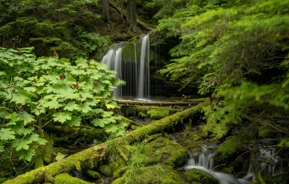 Picture greens, forest, trees, waterfall