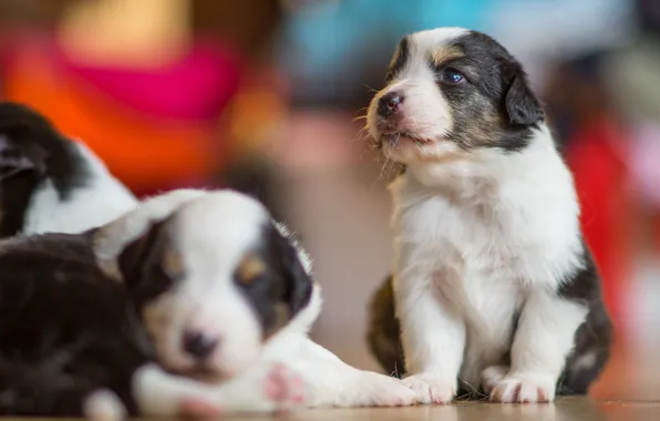 Picture dogs, puppies, bokeh, Australian shepherd, Aussie