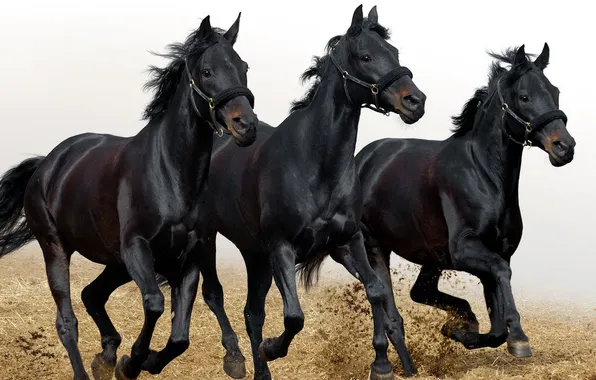 Picture horse, running, three, three, black, the herd, 2014, allure