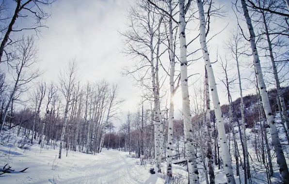 Winter, road, birch