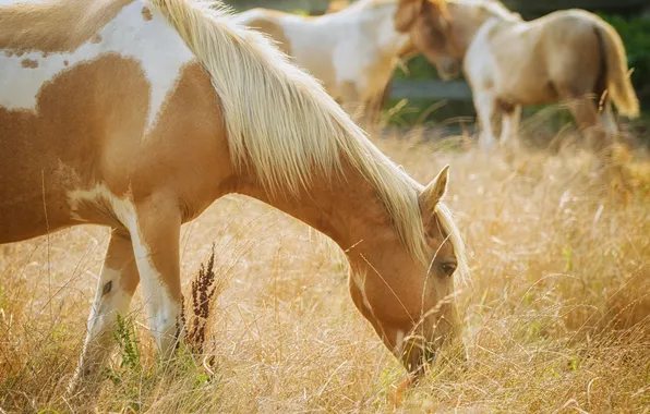 Grass, light, horse, horse, pasture, mane, profile