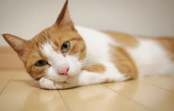 Cat, paws, floor, lies, Kote