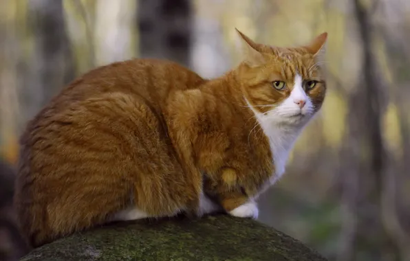 Picture look, stone, moss, Cat, red