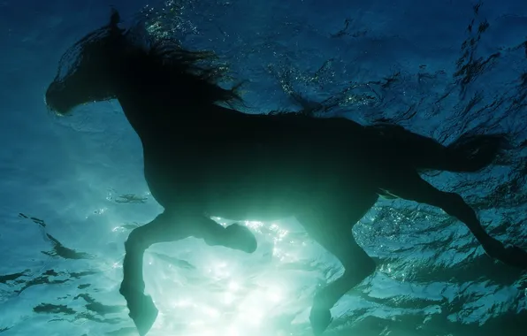 Water, swim, horse, horse