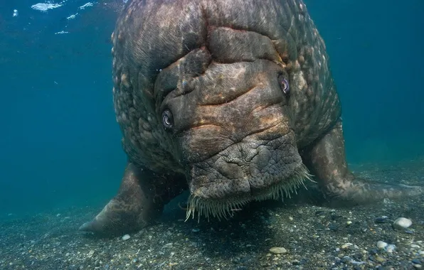 Sand, stones, the ocean, the bottom, sea cow