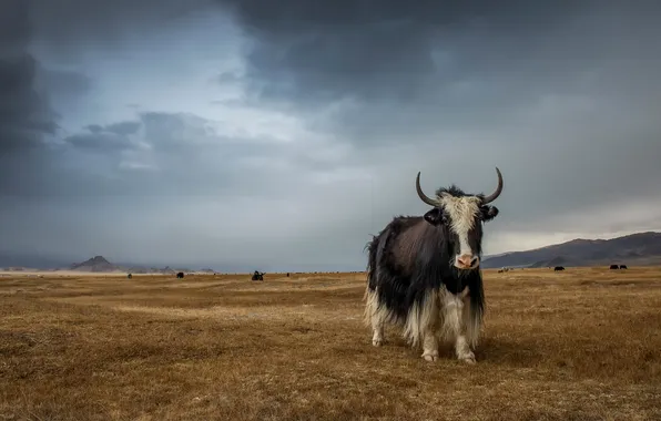 Clouds, Altay