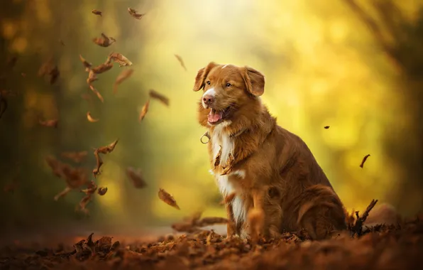 Leaves, red, dog, Billy