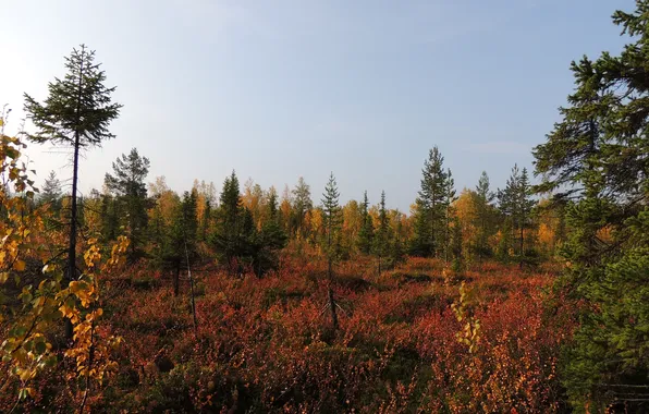 Picture forest, the sky, trees, landscape, nature, swamp, plants, forest