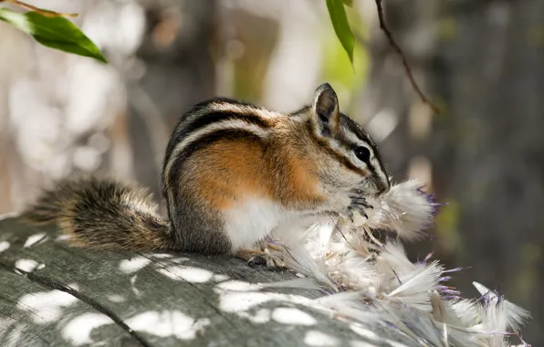 Chipmunk, wild, animal