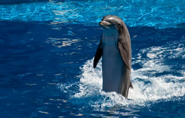 Picture water, Dolphin, smile