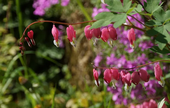 Flowers, pink, broken heart, the bleeding heart