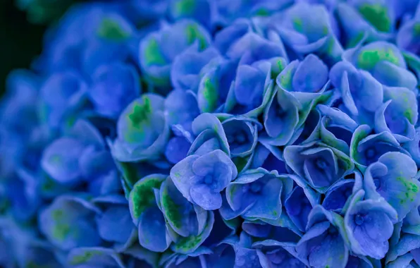 Picture flowers, blue, Hydrangea