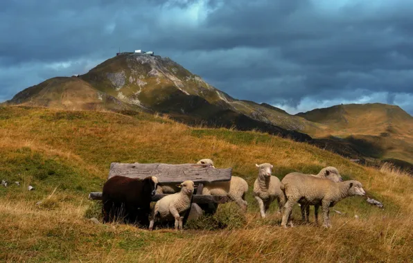 Picture lamb, sheep, pasture, hills