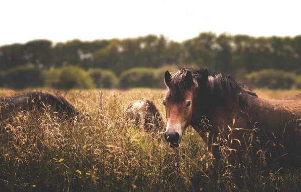 Grass, look, face, nature, horse, horse, horses, horse