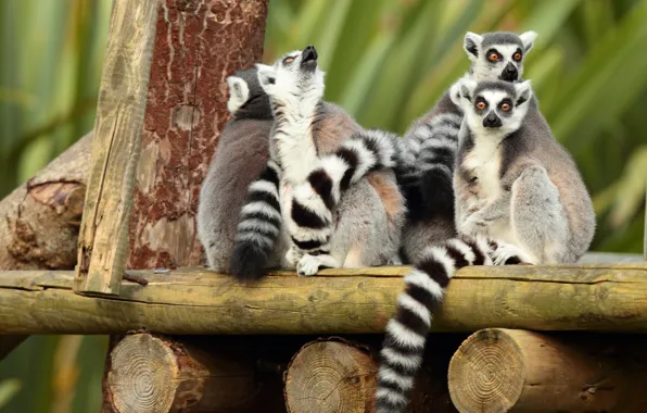 Look, lemur, lemurs, company, logs, faces, party