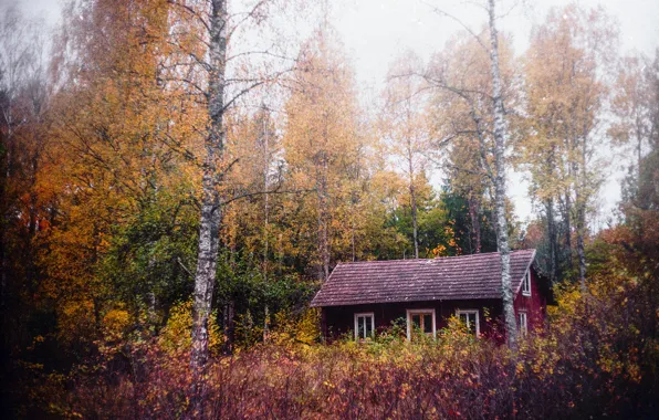 Picture autumn, forest, home