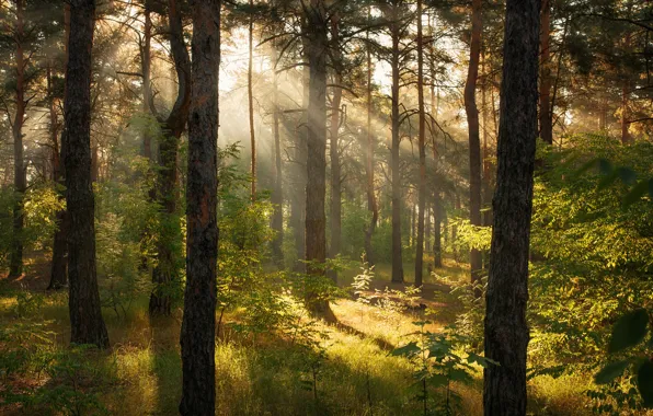 Greens, forest, summer, grass, the sun, rays, light, trees