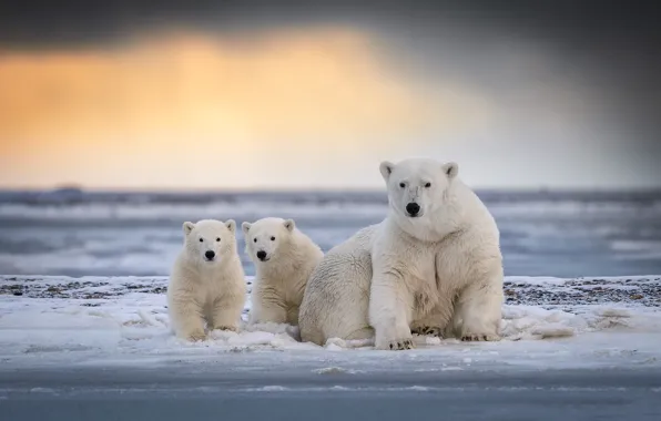 Picture winter, snow, shore, bear, bear, white, cub, sitting