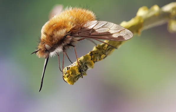 Picture macro, insect, fly-buzzed, buzzed