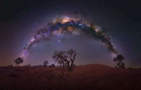 Stars, night, tree, desert, The milky way