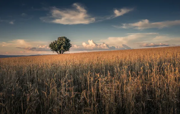 Picture trees, summer, field, ears