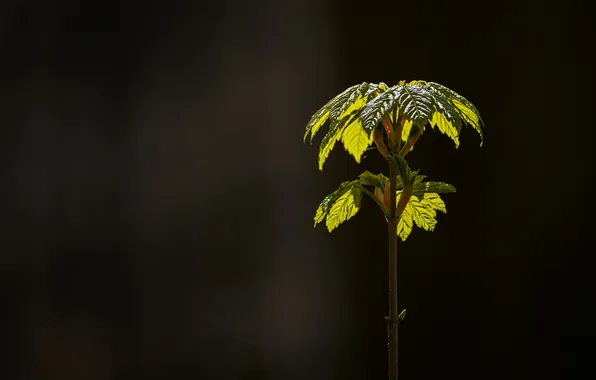 Leaves, plant, branch