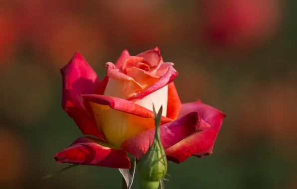 Picture macro, rose, petals, Bud