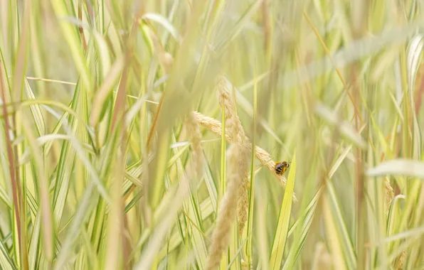 Grass, bee, insect, ears