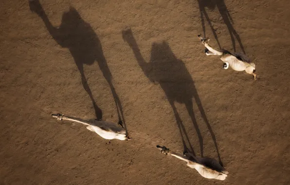 Desert, shadows, camels