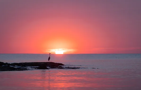 The sky, the sun, sunset, dawn, bird, shore, silhouette, pond