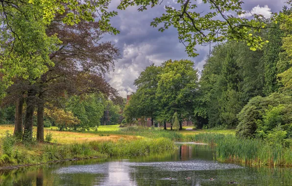 Forest, grass, clouds, trees, pond, Park, home, reed