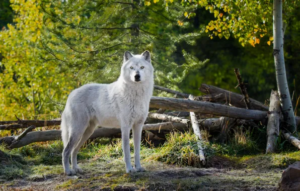 Trees, nature, animal, wolf, wolf, white. look