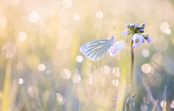 Picture white, macro, light, flowers, butterfly, insect, lilac, bokeh