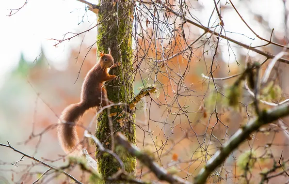 Picture trees, nature, protein
