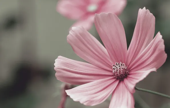 Flower, petals, pink