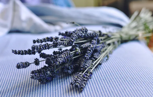 Picture flowers, bouquet, lavender