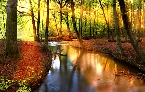 Picture forest, the sun, trees, reflection, river, foliage