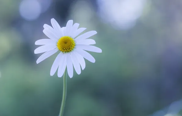 White, flower, glare, background, Daisy