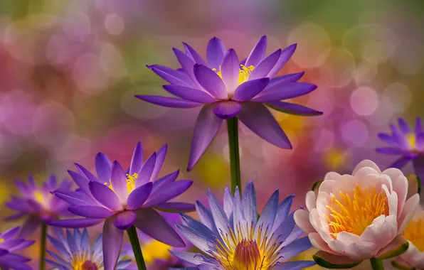 Flowers, nature, background