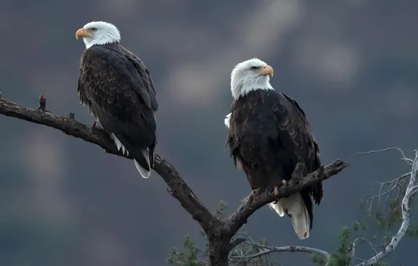 Birds, branches, background, tree, predators, bokeh, Bald eagle