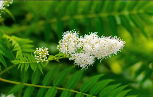 Picture leaves, flowers, green, white, white, Flowers, green, leaves