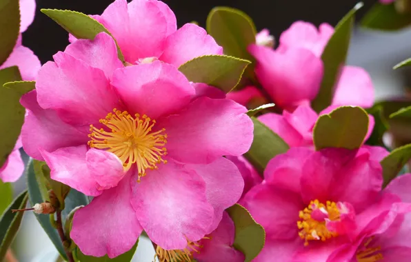 Macro, petals, Camellia