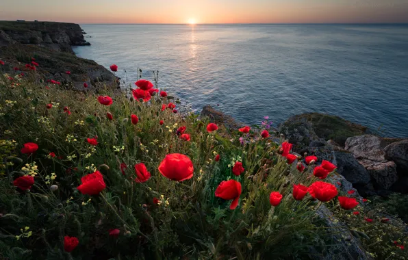 Picture sea, flowers, sunrise, dawn, coast, Maki, morning, Bulgaria
