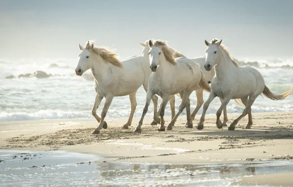Sea, shore, horses