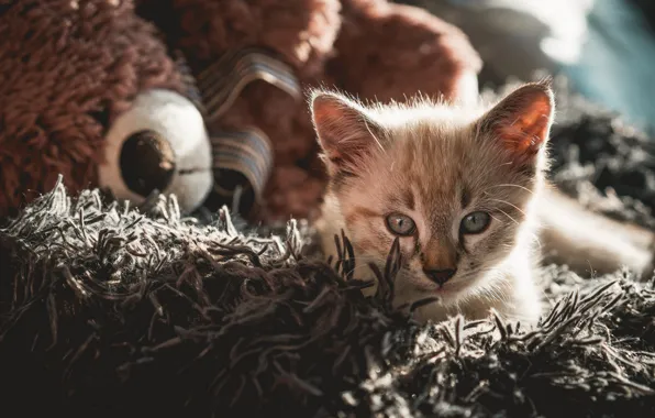 Cat, look, light, pose, kitty, toy, bear, bear